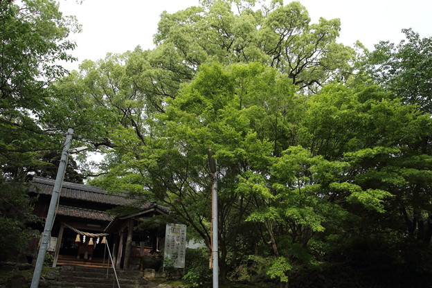 諏訪神社の新緑