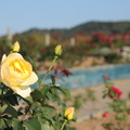 薔薇・・エコパーク水俣バラ園