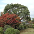 竹林園の紅葉