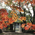 紅葉・・諏訪神社