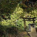 Photos: 紅葉・・諏訪神社