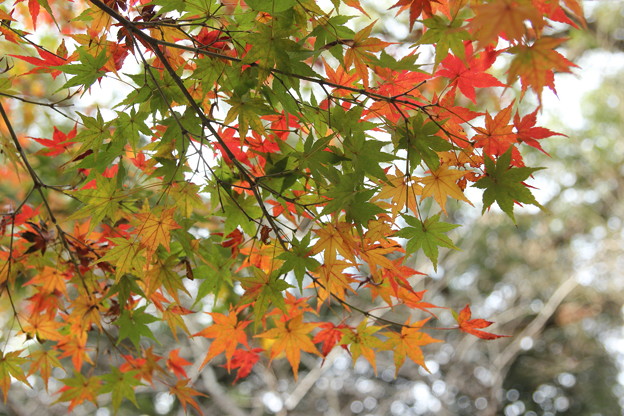 紅葉と青葉混在・・諏訪神社