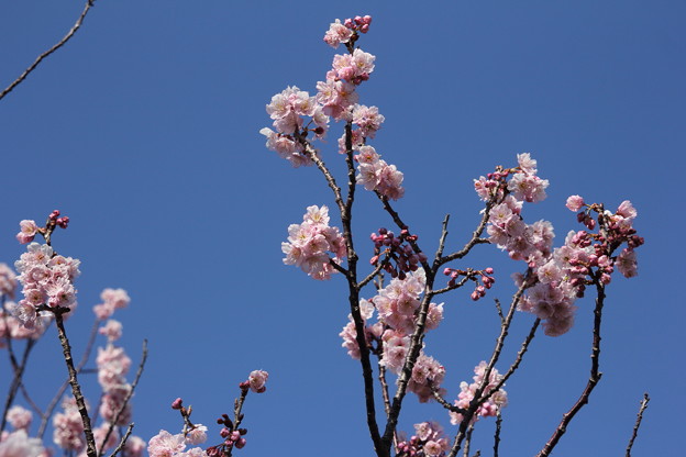 梅のような、桜・・エコパーク