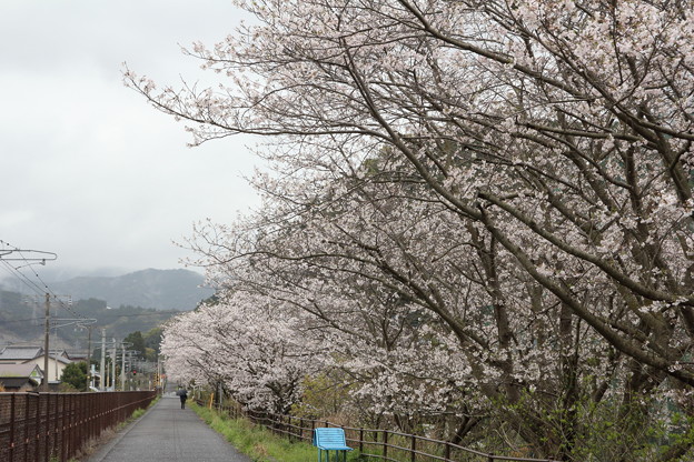 桜満開・・遊歩道（南福寺）