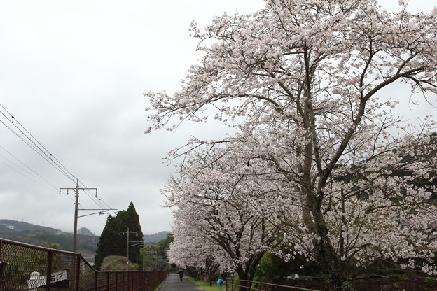 桜満開・・遊歩道（南福寺）