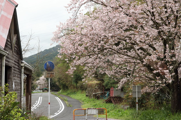 桜満開・・遊歩道（長野）