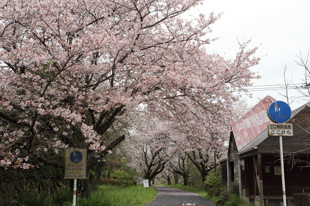 桜満開・・遊歩道（長野）