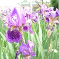 Photos: 通院の花