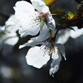 Photos: 春咲き1