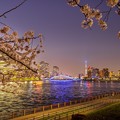 桜と永代橋とスカイツリー