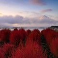 Photos: 朝焼けと富士とコキア