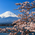 富士山と桜　河口湖にて　その１
