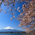 富士山と桜　河口湖にて　その２