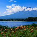 ルドベキア（？）と富士山
