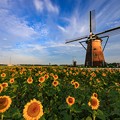 Photos: ひまわりとオランダ風車　その１