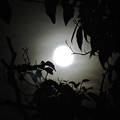 Photos: 月(1) 十三夜の月