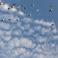 Photos: ハトの群れとヒツジ？の群れ