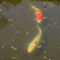 池 の 鯉