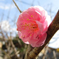 Photos: 梅の花一輪