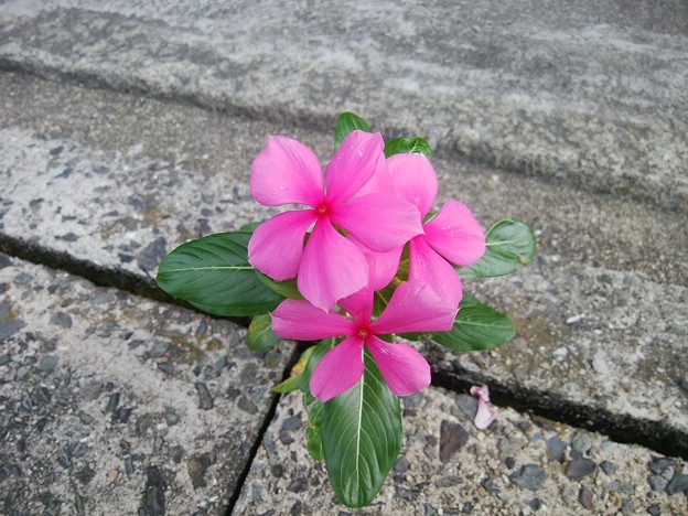 Photos: 路傍の花