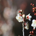 Photos: 梅は咲いたか～♪