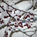 Photos: エゾノコリンゴに積もる雪