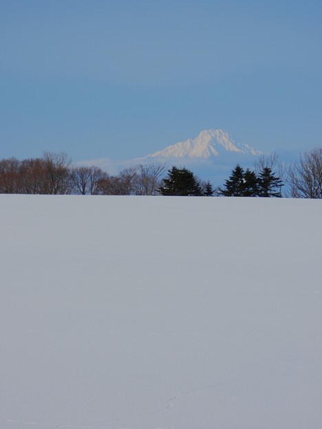 雪原の利尻富士