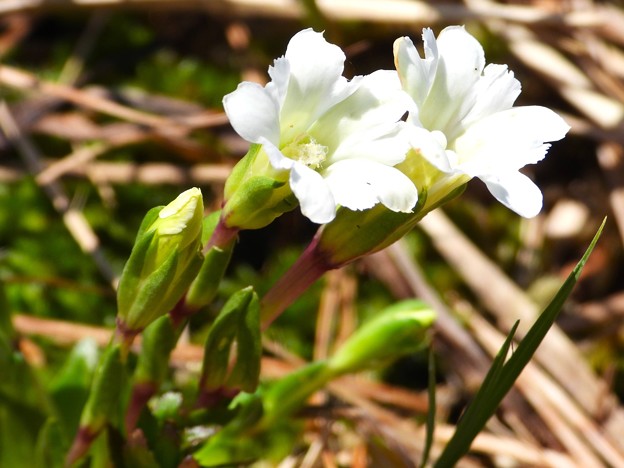 タテヤマリンドウ白花