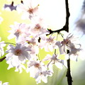 Photos: 枝垂桜