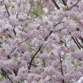 Photos: 遅咲き桜