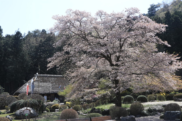 茅葺き屋根と桜