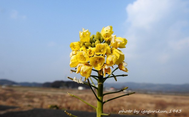 Photos: 菜の花