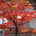Photos: 中野周辺の紅葉
