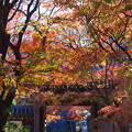 Photos: 宿鳳山高円寺にて