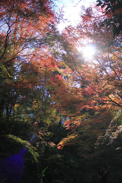金沢自然動物園の紅葉
