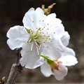 Photos: 桜、咲いちゃいました