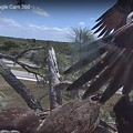 Photos: Southwest Florida Eagle Cam 4-4-21 121901 PM