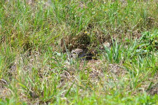 A Burrowing Owl of City Hall 4-15-21