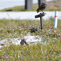Two Burrowing Owls of the Library 4-15-21