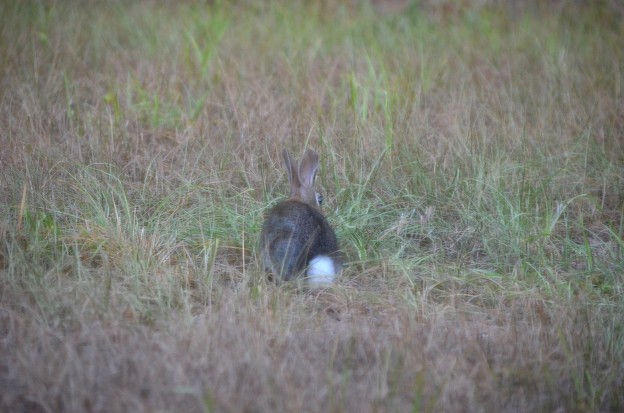 Cottontail 5-26-21