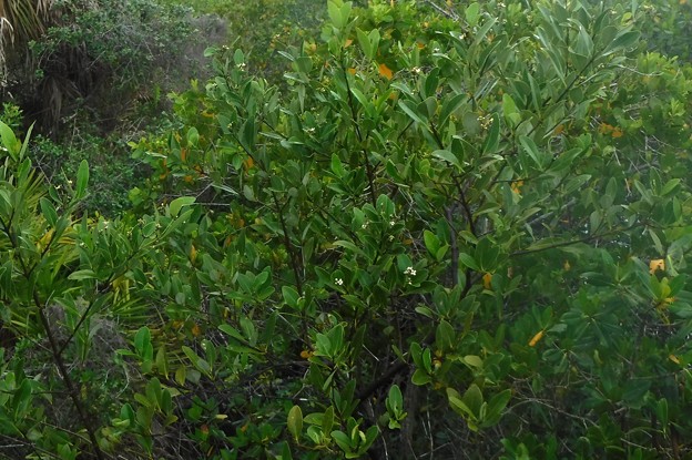 Black Mangrove 6-25-21