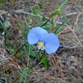 Whitemouth Dayflower 6-25-21
