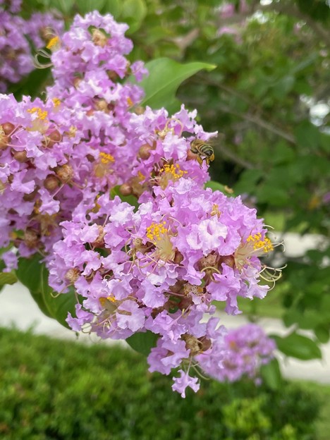 Crape Myrtle and a Bee 7-26-21