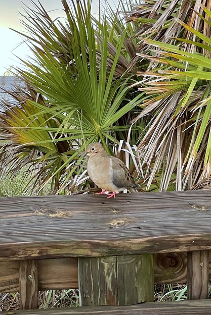 Mourning Dove 8-10-21
