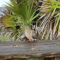 Photos: Mourning Dove 8-10-21