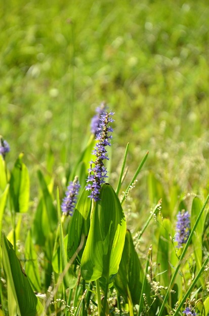 Pickerelweed 9-26-21
