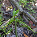 Red Mangrove I 10-18-21