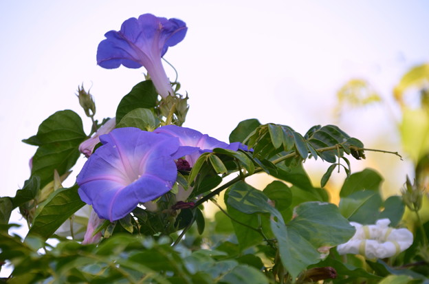 Oceanblue Morning Glory with Moonflower 10-18-21