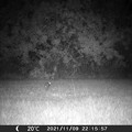 Cottontail 11-9-21 2215