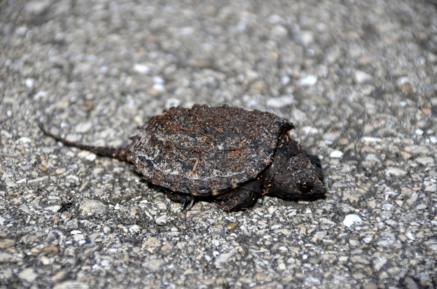 Florida Snapping Turtle 11-11-21